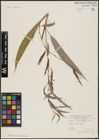 Foto von Salix acmophylla Boiss.